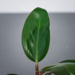 philodendron-rojo-congo-baby