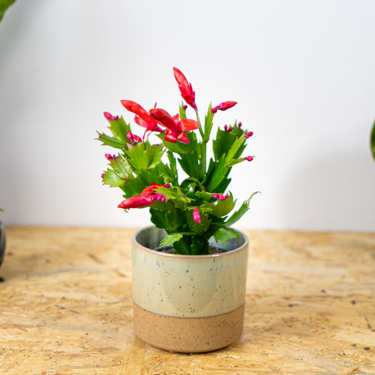 Grudnik (Kaktus Bożego Narodzenia) Schlumbergera