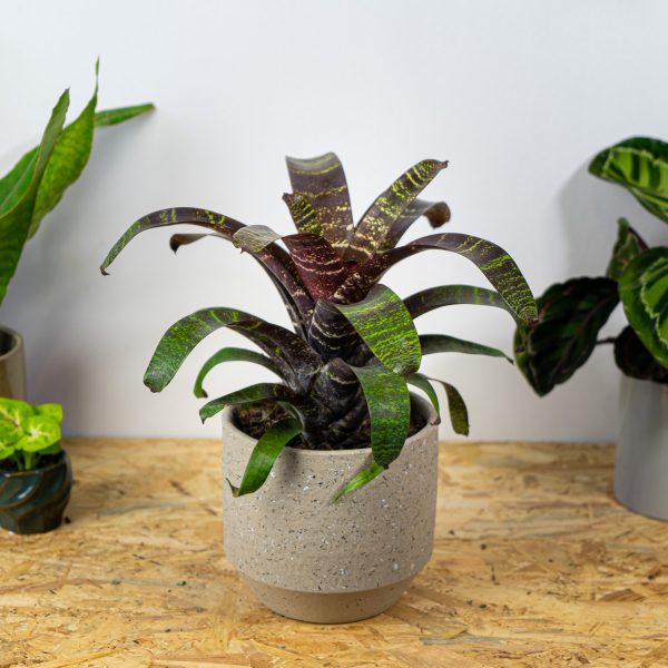 frizea-fosteriana-red-chestnut-vriesea frizea-fosteriana-red-chestnut-vriesea