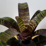 frizea-fosteriana-red-chestnut-vriesea