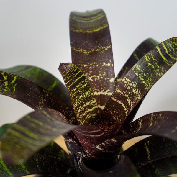 frizea-fosteriana-red-chestnut-vriesea frizea-fosteriana-red-chestnut-vriesea