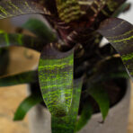 frizea-fosteriana-red-chestnut-vriesea
