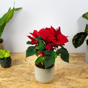 poinsecja-gwiazda-betlejemska-red-euphorbia-pulcherrima