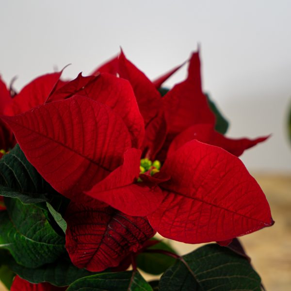 poinsecja-gwiazda-betlejemska-red-euphorbia-pulcherrima poinsecja-gwiazda-betlejemska-red-euphorbia-pulcherrima