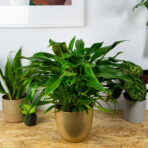 philodendron