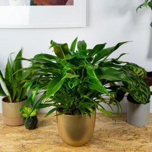 philodendron