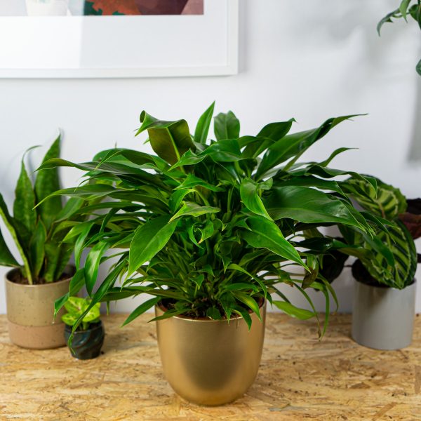 philodendron