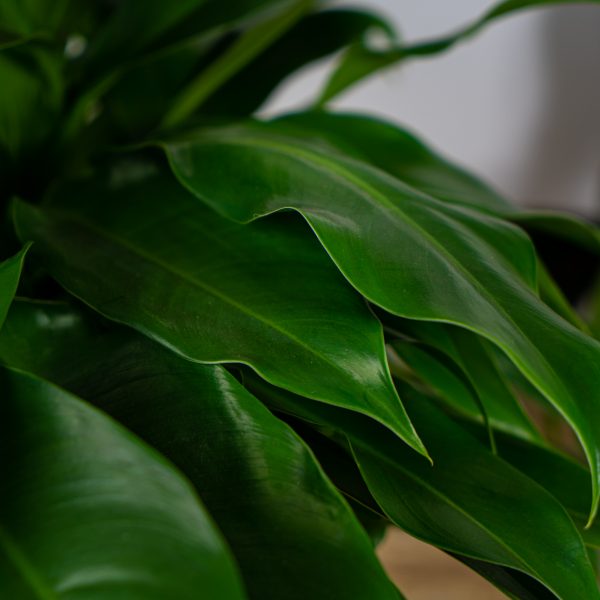 philodendron philodendron