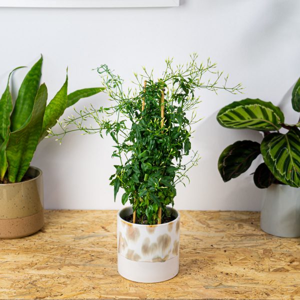 jasmin-na-bambusie-jasminum-polyanthum jasmin-na-bambusie-jasminum-polyanthum