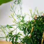 jasmin-na-bambusie-jasminum-polyanthum