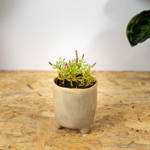 szczawik-roznobarwny-oxalis-versicolor