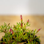 szczawik-roznobarwny-oxalis-versicolor