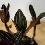 storczyk-ludisia-discolor-jewel-orchid