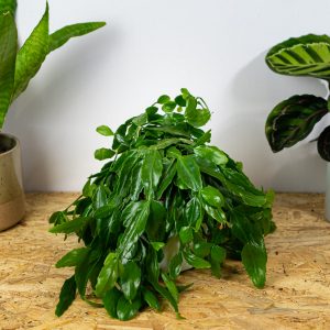 rhipsalis-crispata