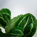 calathea-roseopicta-green