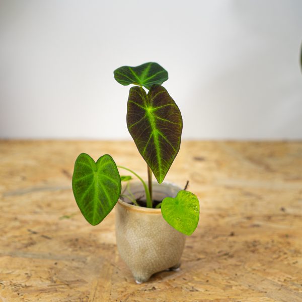 colocasia-illustris-baby colocasia-illustris-baby