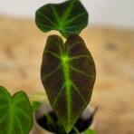 colocasia-illustris-baby