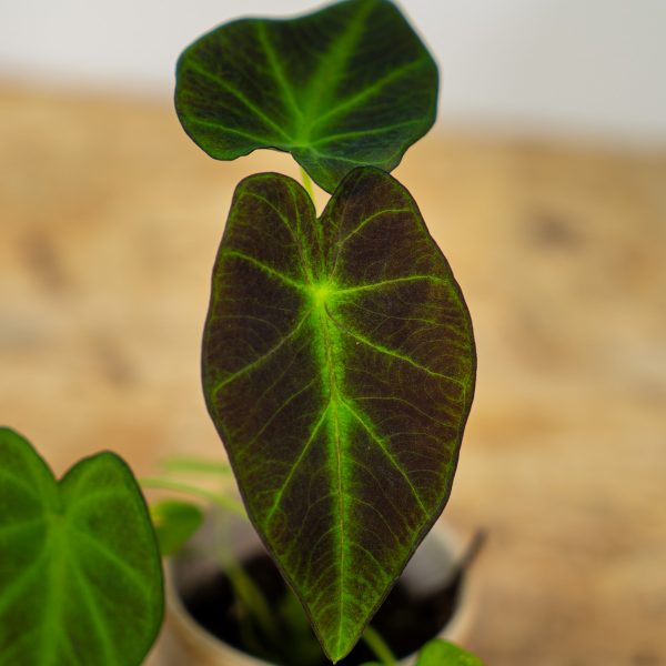 colocasia-illustris-baby colocasia-illustris-baby