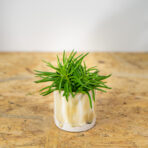 starzec-azjatycki-himalaya-senecio-archeri