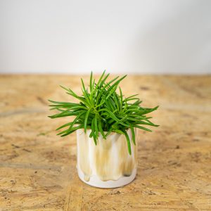 starzec-azjatycki-himalaya-senecio-archeri