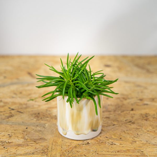 starzec-azjatycki-himalaya-senecio-archeri starzec-azjatycki-himalaya-senecio-archeri