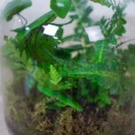 las-w-sloiku