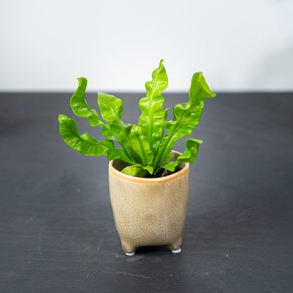 paproc-zanokcica-baby-asplenium-antiquum