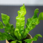 paproc-zanokcica-baby-asplenium-antiquum