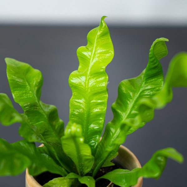 paproc-zanokcica-baby-asplenium-antiquum paproc-zanokcica-baby-asplenium-antiquum