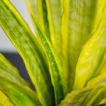 sansevieria-aubrytiana-yellow-variegated