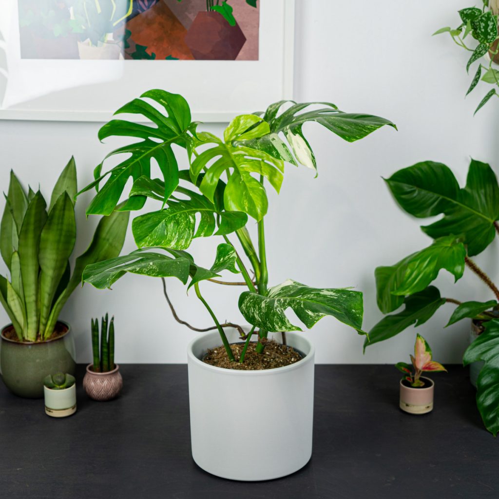 monstera-deliciosa-variegata