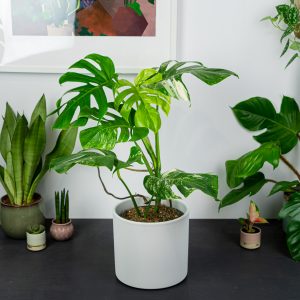 monstera-deliciosa-variegata