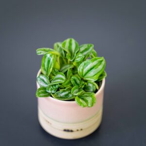 peperomia-verschaffeltii-mini-watermelon-baby