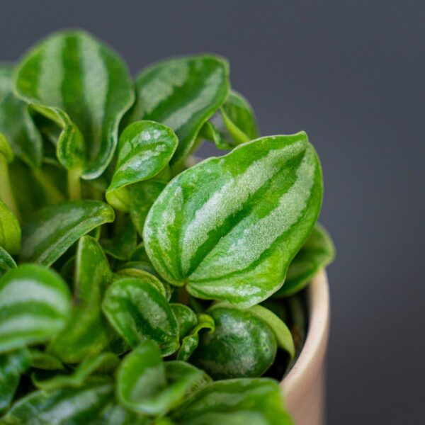 peperomia-verschaffeltii-mini-watermelon-baby peperomia-verschaffeltii-mini-watermelon-baby