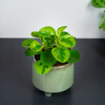peperomia-obtusifolia-lemon-lime