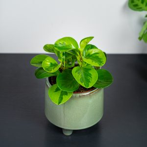 peperomia-obtusifolia-lemon-lime