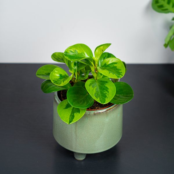 peperomia-obtusifolia-lemon-lime peperomia-obtusifolia-lemon-lime