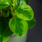 peperomia-obtusifolia-lemon-lime