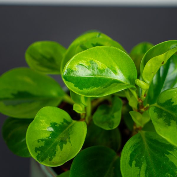 peperomia-obtusifolia-lemon-lime peperomia-obtusifolia-lemon-lime