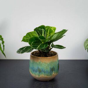 calathea-roseopicta-green