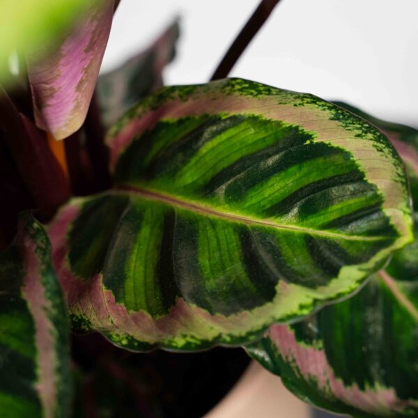 calathea-roseopicta-angela calathea-roseopicta-angela