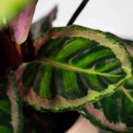calathea-roseopicta-angela