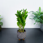zamioculcas-zamicro