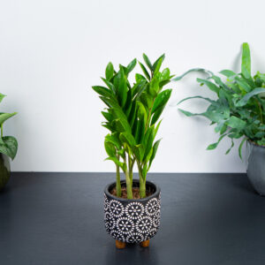 zamioculcas-zamicro