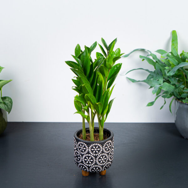 zamioculcas-zamicro zamioculcas-zamicro