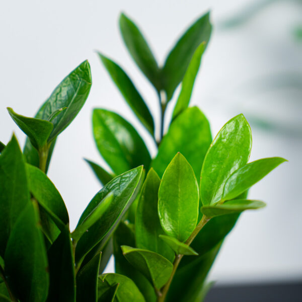 zamioculcas-zamicro zamioculcas-zamicro