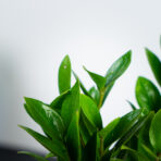 zamioculcas-zamicro