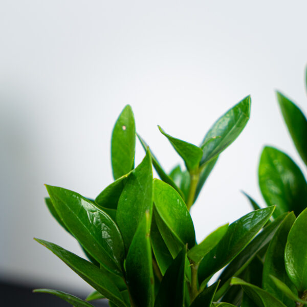zamioculcas-zamicro zamioculcas-zamicro