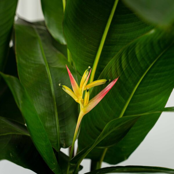 heliconia-psittacorum-hawaii heliconia-psittacorum-hawaii