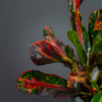 codiaeum-mammi-kroton